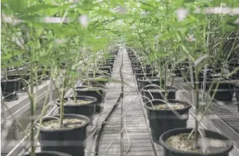  ?? ASHLEE REZIN GARCIA/SUN-TIMES FILE ?? Medical marijuana grows in the flowering room at Illinois Grown Medicine in Elk Grove Village in May.