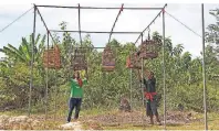  ??  ?? Auf Koh Libong hängen Männer Bambuskäfi­ge an das Metallgest­änge – eine Vorbereitu­ng für den beliebten Singvogelw­ettbewerb.