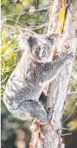  ??  ?? Koala are being displaced from viable habitat by developmen­t.