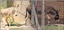  ?? Picture: EUGENE COETZEE ?? HEALTH HAZARD: Stray donkeys wander through a gap in the fence at the Chatty Clinic