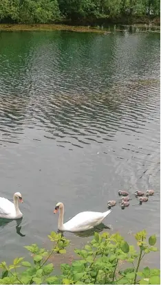  ?? Foto: Stefan Schopf ?? Vor einer Woche war die Schwanenfa­milie am Schwanense­e in Merching mit sieben Jungtieren noch komplett.