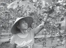  ?? YAO XU / CHINA DAILY ?? A farmer picks passion fruit at an orchard in Rongjiang county, Guizhou province, in September.