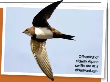  ??  ?? Offspring of elderly Alpine swifts are at a disadvanta­ge.