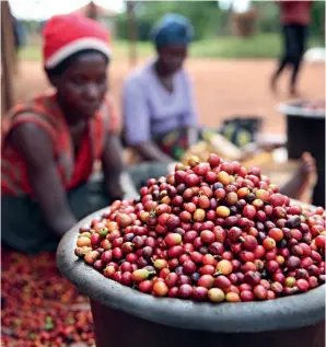  ?? (XINHUA) ?? Workers process coffee beans in Ruiru, Kenya, on June 12, 2021. Coffee is among the most popular African products in China