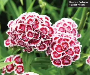  ??  ?? Dianthus Barbatus – Sweet William