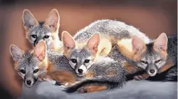  ??  ?? These orphaned baby gray foxes arrived last summer at Wildlife West Nature Park in Edgewood.