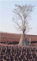  ??  ?? Cassava plantation­s.