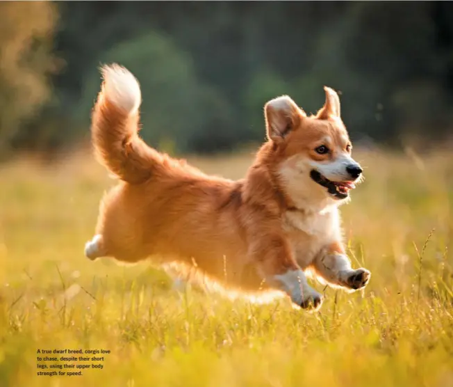  ??  ?? A true dwarf breed, corgis love to chase, despite their short legs, using their upper body strength for speed.