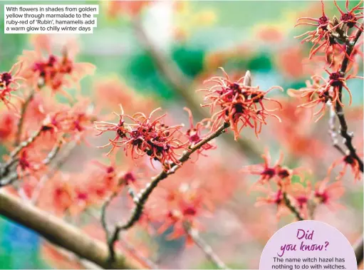  ??  ?? With flowers in shades from golden yellow through marmalade to the ruby-red of ‘Rubin’, hamamelis add a warm glow to chilly winter days