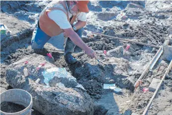  ?? FOTO: SAN DIEGO NATURAL HISTORY MUSEUM/DPA ?? Der Paläontolo­ge des San Diego Natural History Museum, Don Swanson, deutet auf Steinfragm­ente in der Nähe eines Mammutstoß­zahns, die in San Diego (Kalifornie­n) entdeckt wurden.