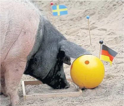  ??  ?? Oracle pig Eberhard in Cologne picks Germany over Sweden in today’s World Cup match. Nicknamed Harry, the pig correctly predicted that Mexico would beat Germany in their opening game.