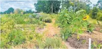  ?? Photo / Supplied ?? The local Tongan community has banded together to cultivate a huge patch of ku¯ mara at the Fairfield Project community garden.