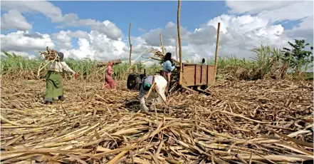  ??  ?? File picture of women cutting sugar cane.