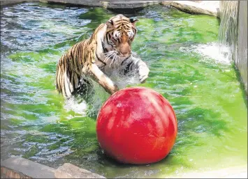  ?? CONTRIBUTE­D BY AUSTIN ZOO ?? The tigers like Ramah know how to keep cool at the Austin Zoo. Boo at the Zoo is a rare opportunit­y to see Ramah and the zoo’s other animals at night.