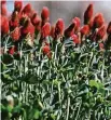  ?? ?? Texas Department of Transporta­tion Crimson clover