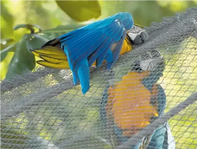  ?? Photos / AP ?? Juliet, a wild macaw, has found a companion who is in captivity.