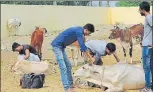  ?? HT FILE/SUBHANKAR CHAKRABORT­Y ?? ▪ Cows being treated at an animal shelter in Lucknow.