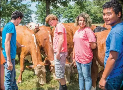  ?? PHOTOS BY WILLIAM HARVEY/THREE RIVERS EDITION ?? From left, Brandon Solis, 17, Keegan Johnson, 16, Emielia Solis, 14, and Ben Ortiz, 15, pet cattle as they graze in the field at the Arkansas Sheriffs’ Youth Ranch in Batesville.