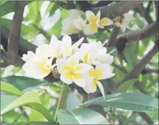  ??  ?? Frangipani is a prolific flowering tree that will delight with its perfume.