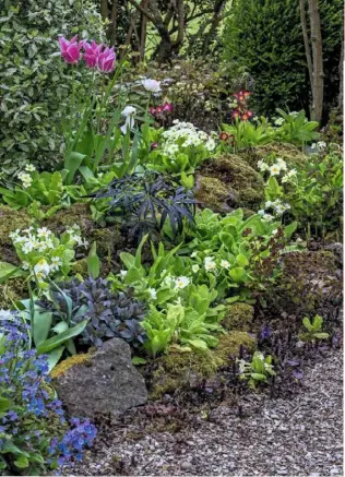  ??  ?? BRIGHT SPOTS (clockwise from above) The rockery, with black leaves of Helleborus foetidus and Primula vulgaris; an espaliered pear tree; magenta tulip ‘Doll’s Minuet’ with pink ‘Shirley’ and ‘China Pink’ and blue anemone ‘Mr Fokker’