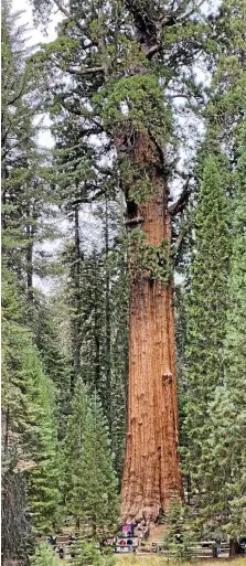  ?? INSA SANDERS / DPA ?? Menschen besuchen den Baum namens „General Sherman“. Er soll mehr als 2000 Jahre alt sein.