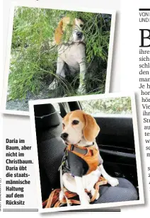  ??  ?? Daria im Baum, aber nicht im Christbaum. Daria übt die staatsmänn­ische Haltung auf dem Rücksitz