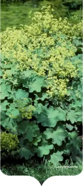  ??  ?? Lady’s mantle