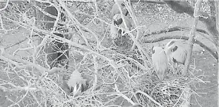  ??  ?? Vancouver Parks Board cameras give a bird’s-eye view of Pacific blue heron chicks in Vancouver’s Stanley Park. About 90 nests have become active in the park since the herons returned in February this year.