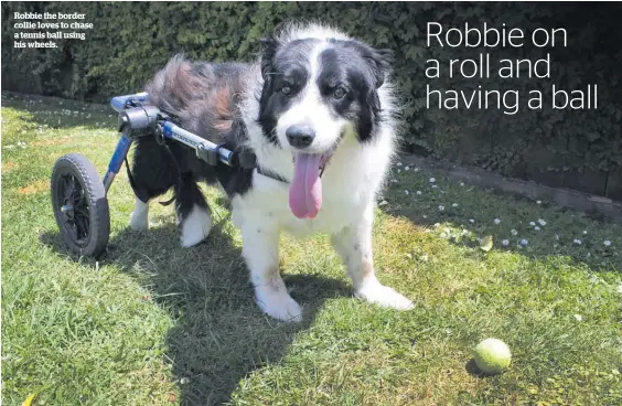  ??  ?? Robbie the border collie loves to chase a tennis ball using his wheels.