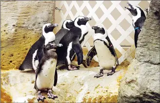  ??  ?? The endangered African penguins at the Scientific Center’s aquarium. (Fatma Khan — KUNA)