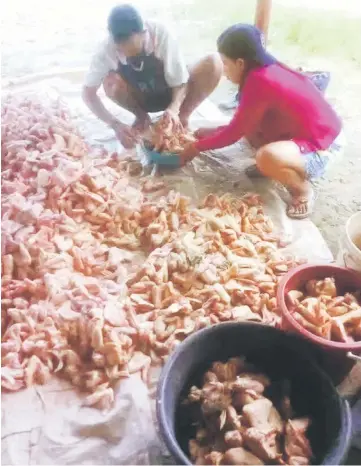  ??  ?? A man and a woman sorting out chicken wings dug up from Bukit Aup.