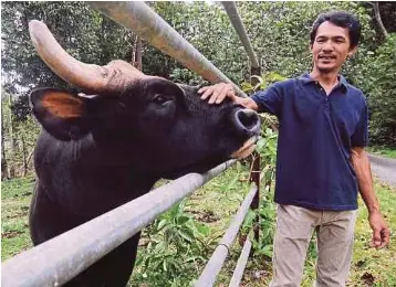 Penjaga Seladang Lali Kena Sondol Pressreader