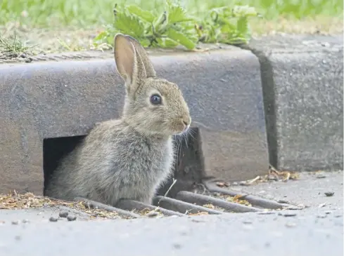  ?? ?? A wild rabbit, one of the many species recorded during PTES’ Living with Mammals survey. Photo: Paul Bunyard