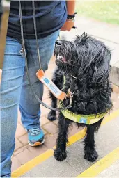  ?? ?? Stepping up Labradoodl­e Chester was fostered by Catherine and John and has since qualified