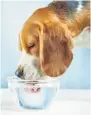  ??  ?? Keep your pet hydrated. TOP UP Offer lots of water Protect your pooch’s paws.