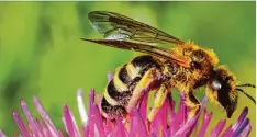  ?? Foto: Hans Schwenning­er ?? Die Gelbbindig­e Furchenbie­ne, Wildbiene des Jahres 2018, profitiert von den Blumen auf der Wildbienen­weide in Obergailin­gen.