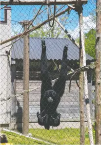  ??  ?? Merlin the siamang gibbon hangs from his quiet enclosure.