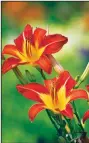  ?? TNS/Dreamstime/JILL LANG ?? Daylilies are one of the important anchor plants of a perennial garden, bringing beautiful color to summer beds.