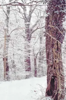  ?? FOTO: SCHWEIZER ?? So sieht er heutzutage aus, der alte Weg durch den winterlich verschneit­en Wald von Oberreitna­u in Richtung Goldschmie­dsmühle und Heimesreut­in.