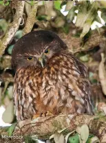  ??  ?? Morepork