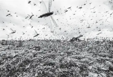  ?? Ben Curtis / Associated Press ?? Swarms of desert locusts fly near crops Friday in the village of Katitika, Kenya. The insects have swarmed into that country by the hundreds of millions from Somalia and Ethiopia.