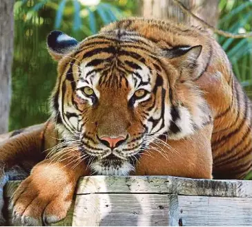 Harimau pupus 5 tahun lagi - PressReader