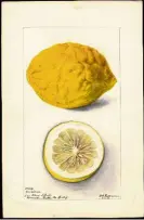  ??  ?? Corsican Limon, 1899.