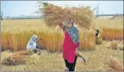  ?? SAKIB ALI/HT ?? Farmers have already harvested 80% of wheat.