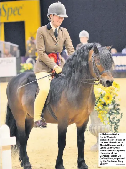  ?? Allan Brown ?? Shilstone Rocks North Westerly pictured at the Horse of the Year Show in 2016. The stallion, owned by Lynda Calcutt, was named overall supreme champion of the Dartmoor Giddy Up Online Show, organised by the Dartmoor Pony Society
