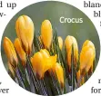  ?? ?? Crocus