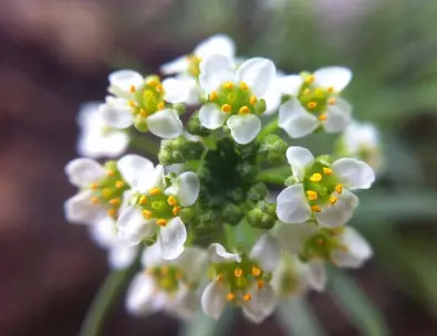  ?? ?? The raw flowers and younger leaves are lauded by foragers for their cress-like flavour