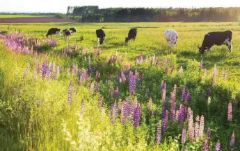  ?? TOURISM PEI ?? Cows provide the high-quality dairy used in many of the island’s award-winning cheeses and ice creams.