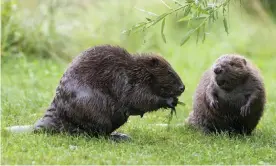  ??  ?? Villagers in Lydbrook hope the reintroduc­tion of beavers will boost local wildlife. Photograph: imagebroke­r/Rex/Shuttersto­ck