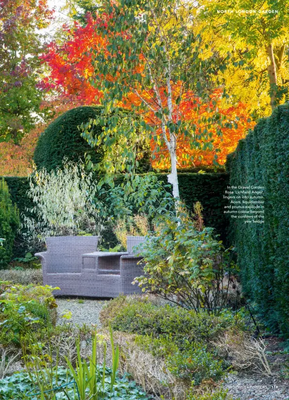  ??  ?? In the Gravel Garden Rosa ‘Lichfield Angel’, lingers on into autumn. Acers, liquidamba­r and prunus explode in autumn colour beyond the confines of the yew hedge